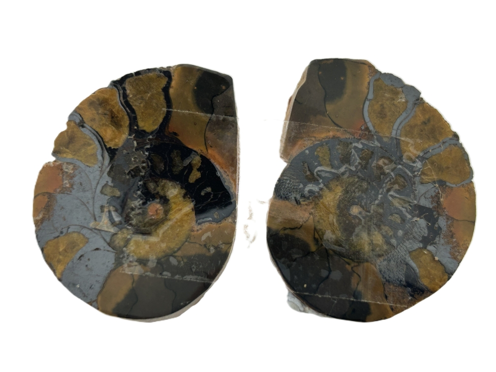 Hematised Ammonite.
